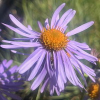 Aster tongolensis 'Wartburgstern'